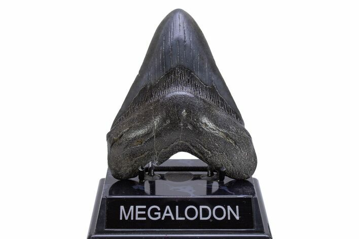 Fossil Megalodon Tooth - South Carolina #306307